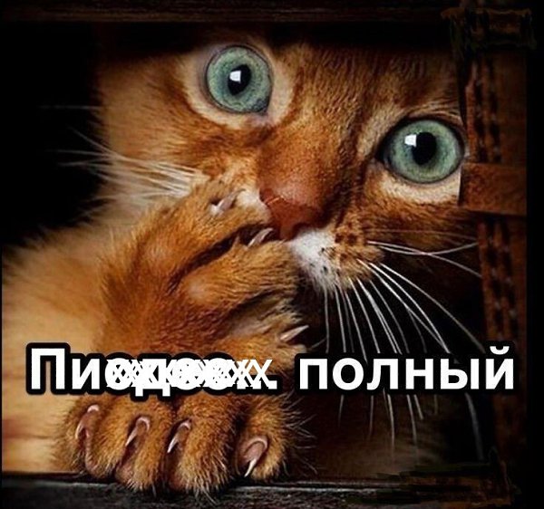 Несколько историй, доказывающих, что без кота и жизнь не та! Пришла к знакомым в гости, а у них ... - 2