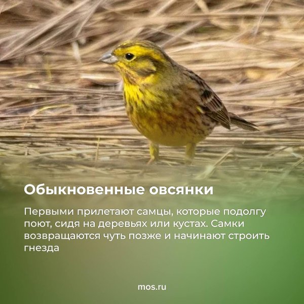 Весной в Москву возвращаются перелетные птицы. Каких пернатых уже можно встретить в городе, смотрите ... - 4