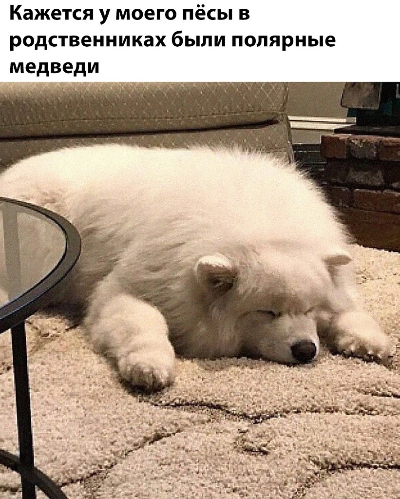 Эти забавные животные - 15 августа 2025 в 00:43