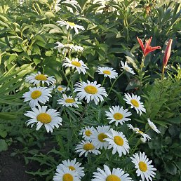 ����, ���������� �����, 50 ���