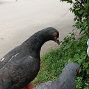  Kenigsberg(), , 52  -  10  2025    