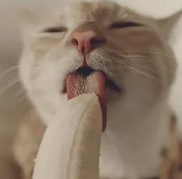 ���� ������, ��������, 49 ��� - ��������� 11 ��� 2026
