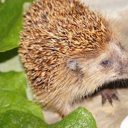 �����, ������, 45 ���