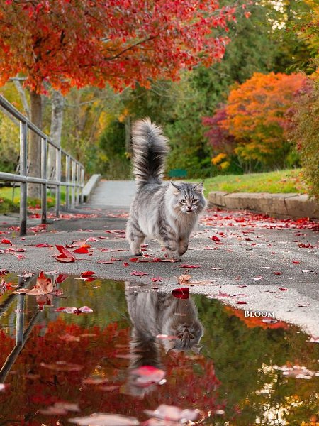  !       ,        ... - 5