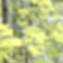 ������, �������, 50 ���