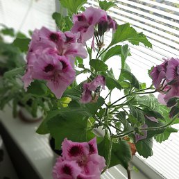 ���� ������, ������, 51 ��� - ��������� 28 ��� 2025