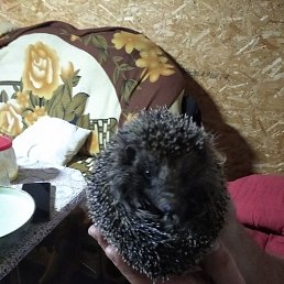 ����, ����, 56 ���