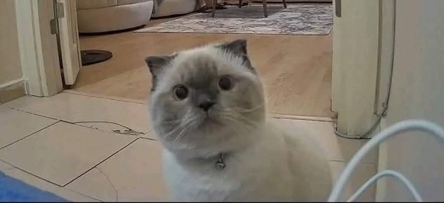   ,  ,    ...    )))  ... - 4