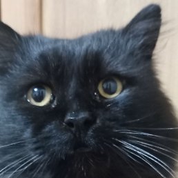 ���� ��������, ������������, 55 ��� - ��������� 25 ������ 2024