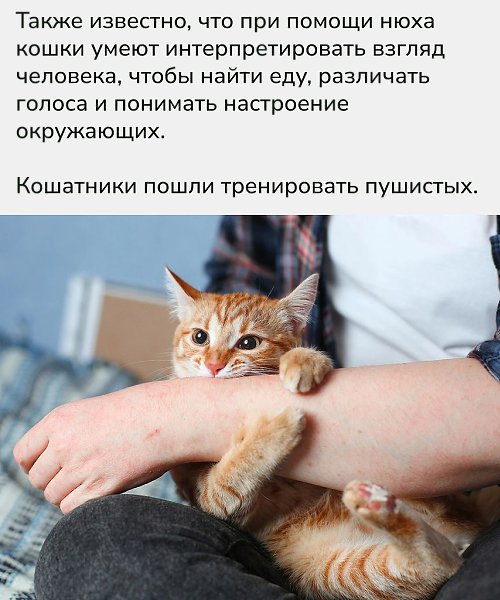 Исследование Университета Киото доказало, что кошки не только узнают запах хозяина, но и анализируют ... - 3