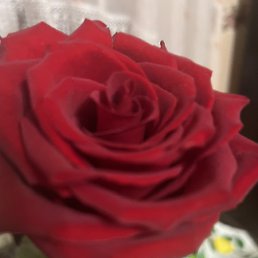 �������, ������