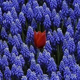 Sara, ������