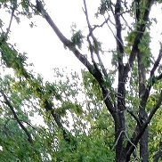 ����, 57 ���, ����