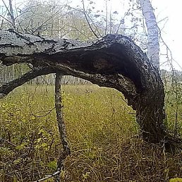 ��������, ����, 57 ���