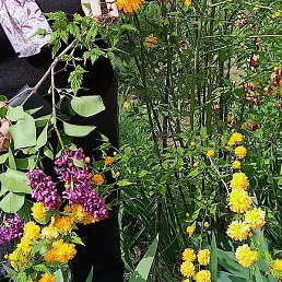 ������, ������, 75 ���