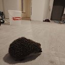 ���� ����, �����-���������, 36 ��� - ��������� 29 ��� 2025 � ������ ���� ����������