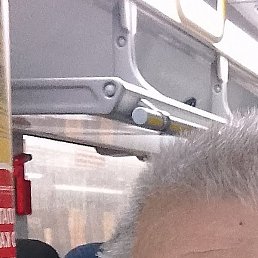 �����, ������