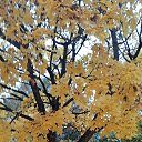 ���� Inga-sergeewna, ������ - ��������� 21 ������� 2025 � ������ ���� ����������
