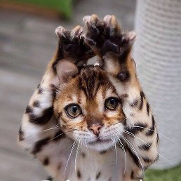 ������, �������������, 42 ����