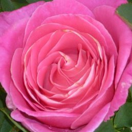 ������� �������, ������, 53 ����