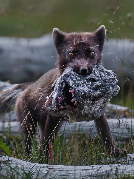     .        :     ... - 10