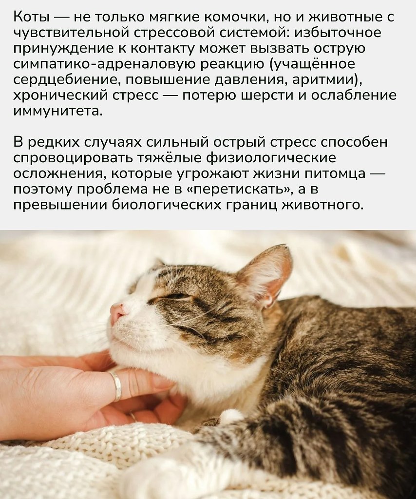 Практика ухода за кошкой — это наблюдение и уважение её сигналов. Гладьте и берите на руки только ... - 2