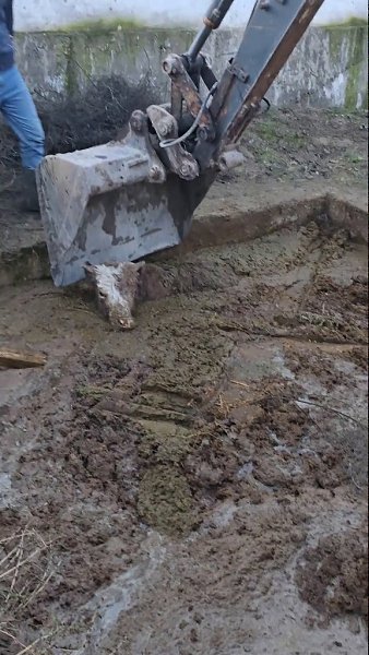 Не безразличные люди спасли корову из НАВОЗНОГО плена