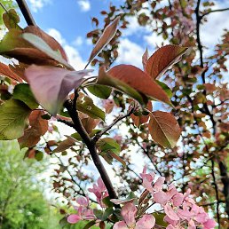 ����, ������