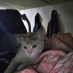 ������, ������, 32 ����