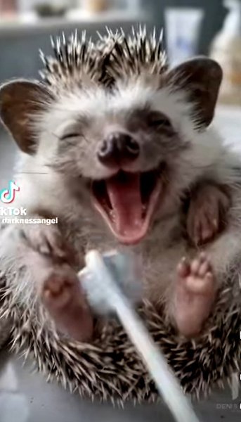 Ежи боятся щикотки ))