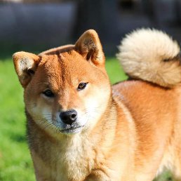 ������, �����, 29 ���