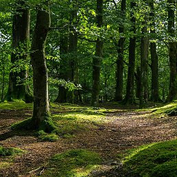 ������, ������, 49 ���