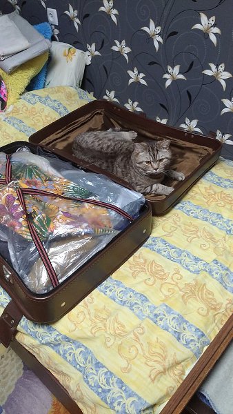Возьмите и меня с собой. Надоело одному дома быть