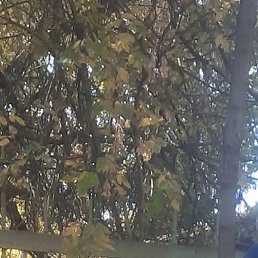 �����, �������, 38 ���