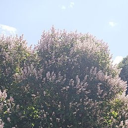 , 51, 