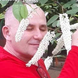 , 61, 