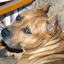 ���� �������, ������, 38 ��� - ��������� 20 ������� 2026