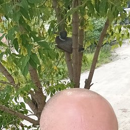 �����, ������ ��������, 46 ���