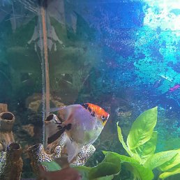 ��������, ������, 63 ����