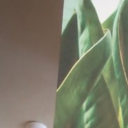 ���������, 38 ���, ������