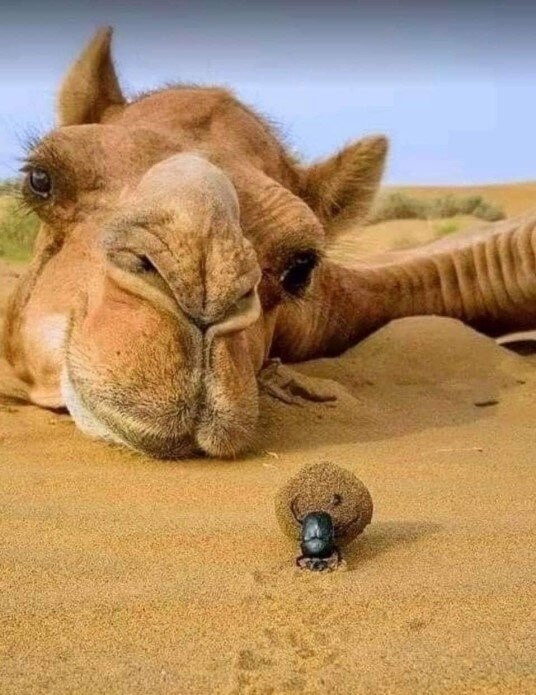    ,    .        ,    ...