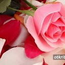 ���� Roza, ������ - ��������� 1 ������ 2026