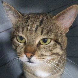 �������, ������, 42 ����