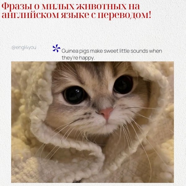 ��� ��������� ���� � ����� �������� � ��������� �� ������� ����: 1. Kittens are so playful and full ...