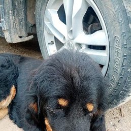 �������, ������, 46 ���