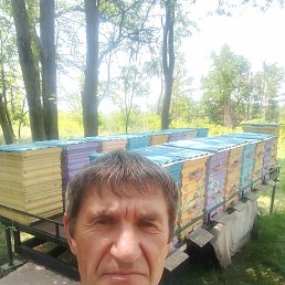 , 55, 