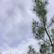 ������, 42 ����, ������