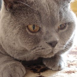 ���� �������, ������������, 67 ��� - ��������� 19 ������� 2025