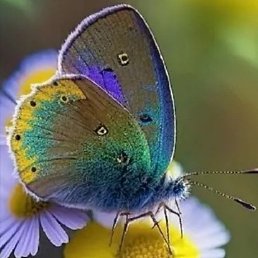 �����, �����������, 43 ����