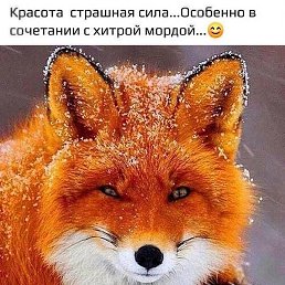�����, ��������, 46 ���